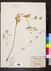 Chaerophyllum procumbens image