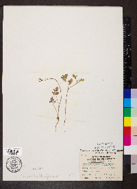 Chaerophyllum procumbens image