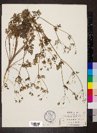 Chaerophyllum procumbens image