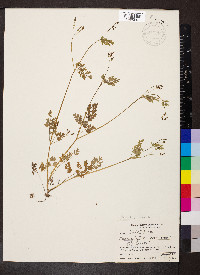 Chaerophyllum procumbens image