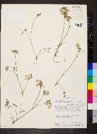 Chaerophyllum procumbens image