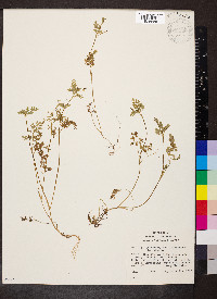 Chaerophyllum procumbens image