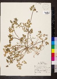 Chaerophyllum procumbens image