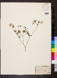Chaerophyllum temulum image