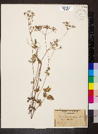 Chaerophyllum temulum image