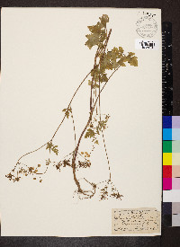Chaerophyllum temulum image
