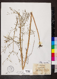 Cicuta bulbifera image