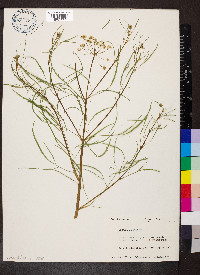 Cicuta bulbifera image