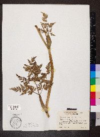 Conioselinum chinense image