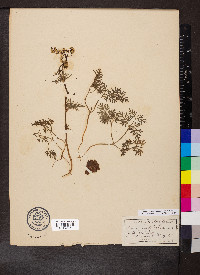 Conopodium majus image