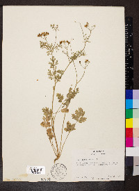 Coriandrum sativum image