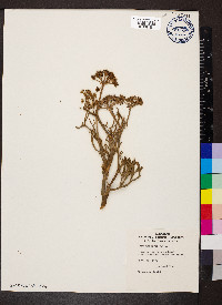 Crithmum maritimum image