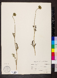 Daucus pusillus image