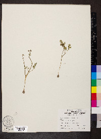 Erigenia bulbosa image