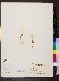 Erigenia bulbosa image