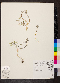 Erigenia bulbosa image