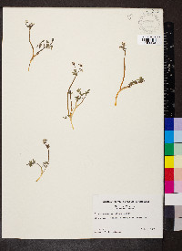 Erigenia bulbosa image