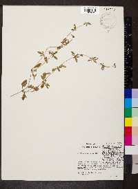 Eryngium prostratum image