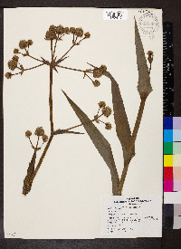 Eryngium yuccifolium image