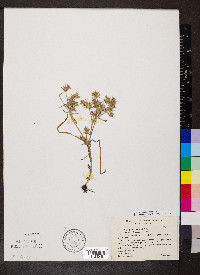Eryngium castrense image