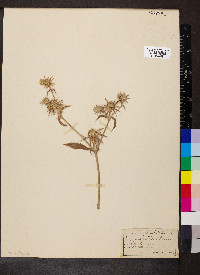 Eryngium petiolatum image