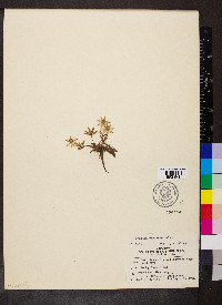 Eryngium carlinae image