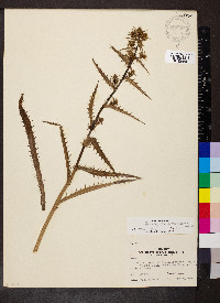 Eryngium columnare image