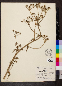 Eryngium deppeanum image