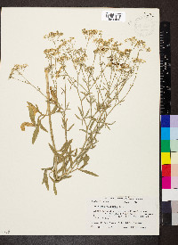 Falcaria vulgaris image