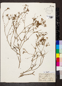 Falcaria vulgaris image