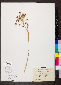 Foeniculum vulgare image