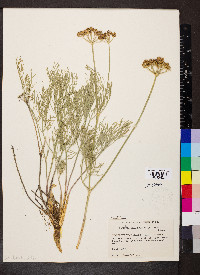 Harbouria trachypleura image