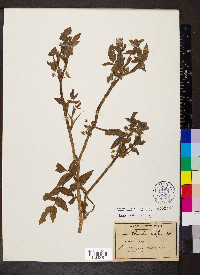 Apium nodiflorum image