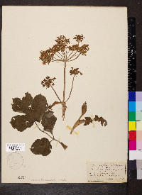 Heracleum sphondylium image