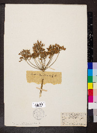 Heracleum sphondylium image