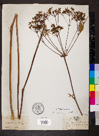 Ligusticum canadense image