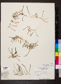 Lilaeopsis chinensis image