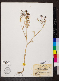 Lomatium ambiguum image