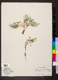 Lomatium ambiguum image