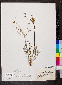 Lomatium caruifolium image