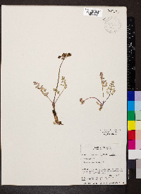 Lomatium cous image