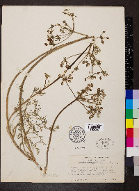 Lomatium dasycarpum image