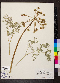 Lomatium dissectum image