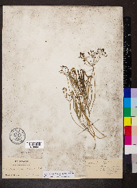 Lomatium farinosum image