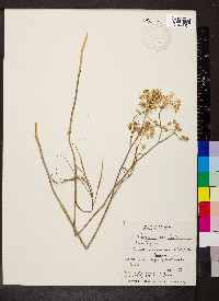 Lomatium farinosum image