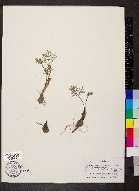 Lomatium geyeri image