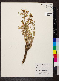 Lomatium grayi image