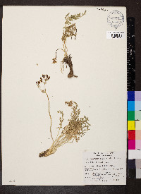 Lomatium grayi image