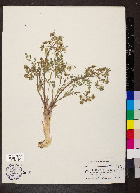 Lomatium macrocarpum image