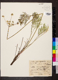 Lomatium triternatum image